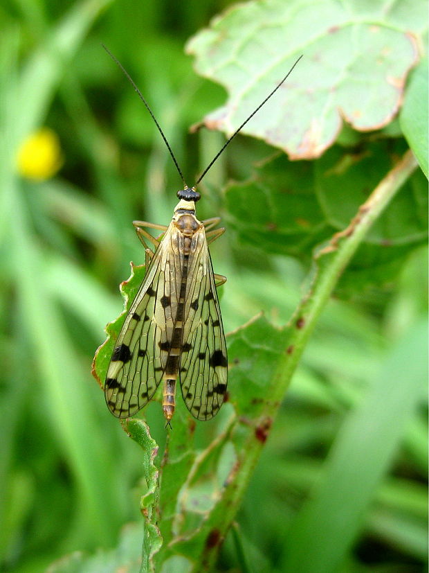 srpica Aulops alpina