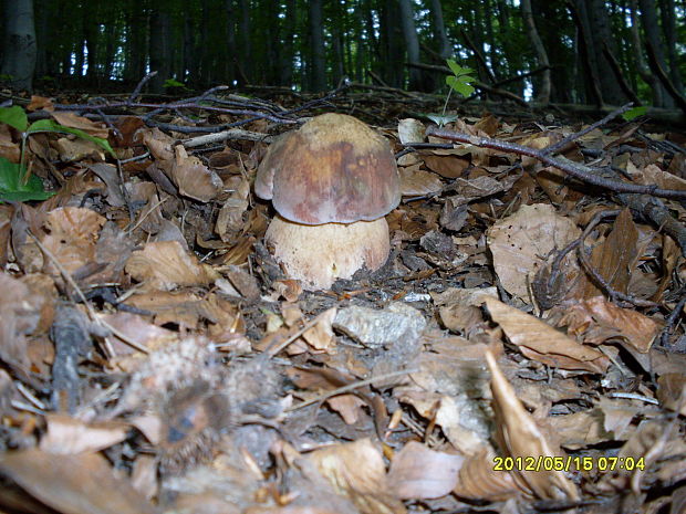 hríb sosnový Boletus pinophilus Pil. et Dermek in Pil.