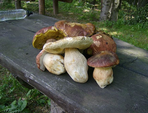 hríb sosnový Boletus pinophilus Pil. et Dermek in Pil.