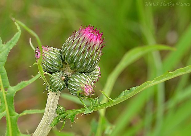 pichliač potočný Cirsium rivulare (Jacq.) All.