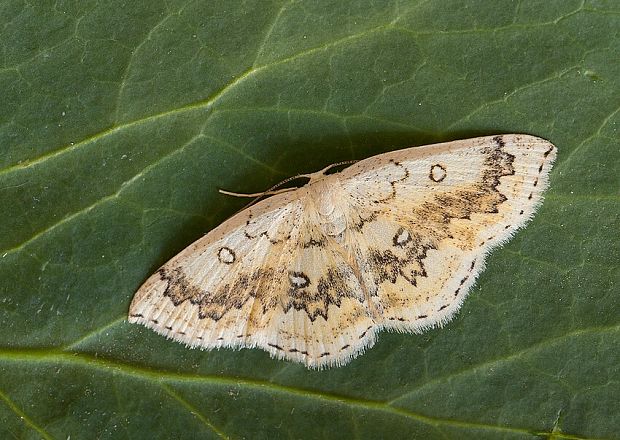 piadica javorová Cyclophora annularia