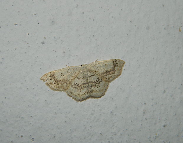 piadica javorová Cyclophora annularia