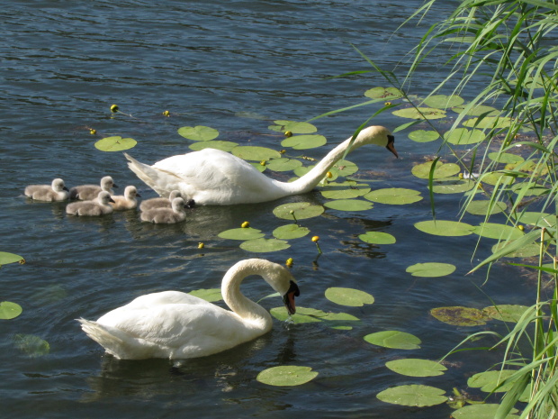 labuť hrbozobá Cygnus olor