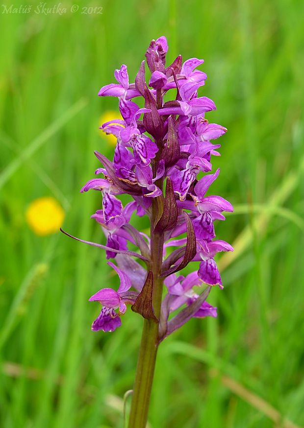 vstavačovec májový pravý Dactylorhiza majalis subsp. majalis (Reincherb.) Hunt & Summerh.