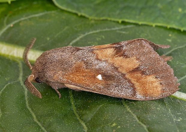 priadkovec borovicový Dendrolimus pini