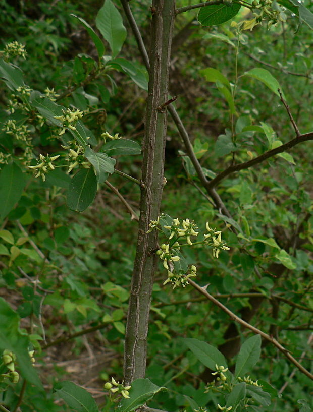 bršlen európsky Euonymus europaeus L.