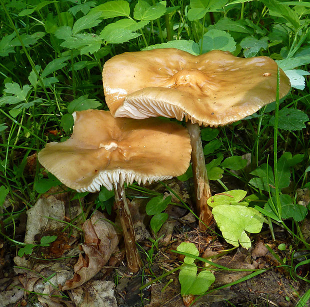 sliznačka koreňujúca Hymenopellis radicata (Relhan) R.H. Petersen