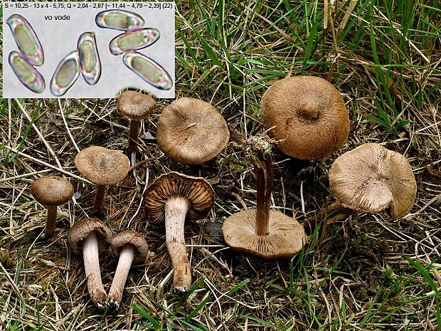 vláknica plstnatá Inocybe lacera (Fr.) P. Kumm.