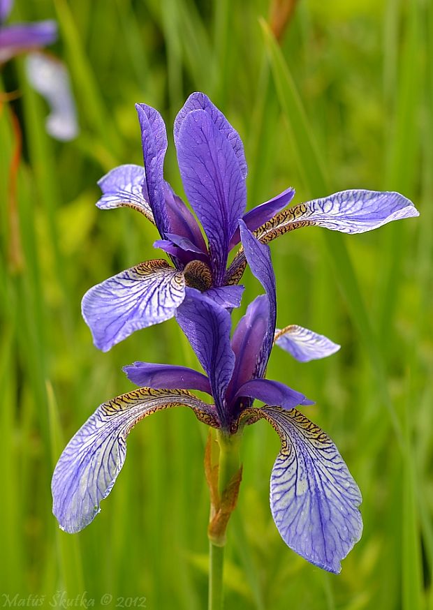 kosatec sibírsky Iris sibirica L.