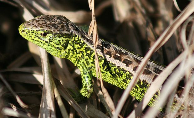 jašterica krátkohlavá Lacerta agilis