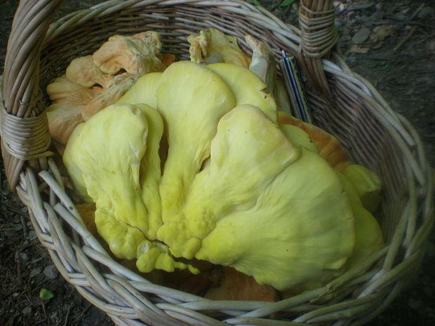 sírovec obyčajný Laetiporus sulphureus (Bull.) Murrill