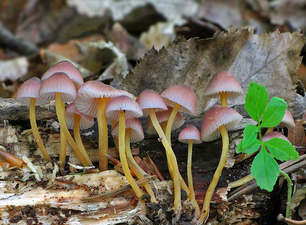 prilbička žltohlúbiková Mycena renati Quél.