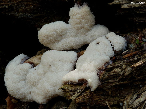 slizovka Myxomycetes