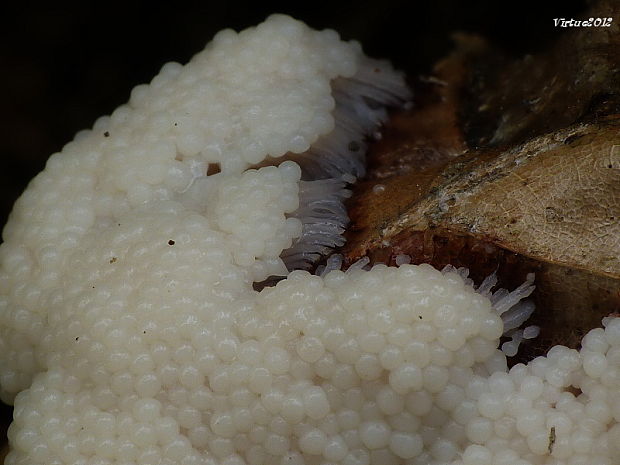 slizovka Myxomycetes