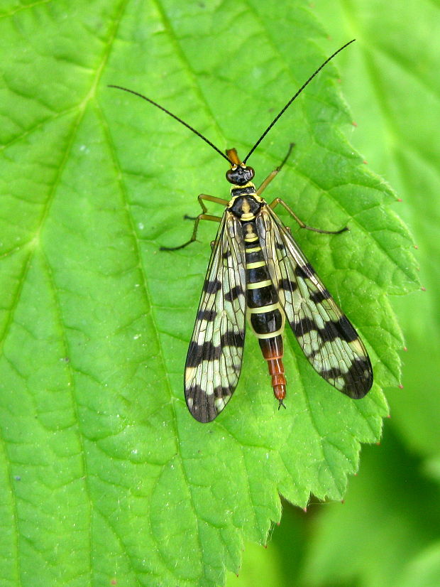 srpica Panorpa vulgaris