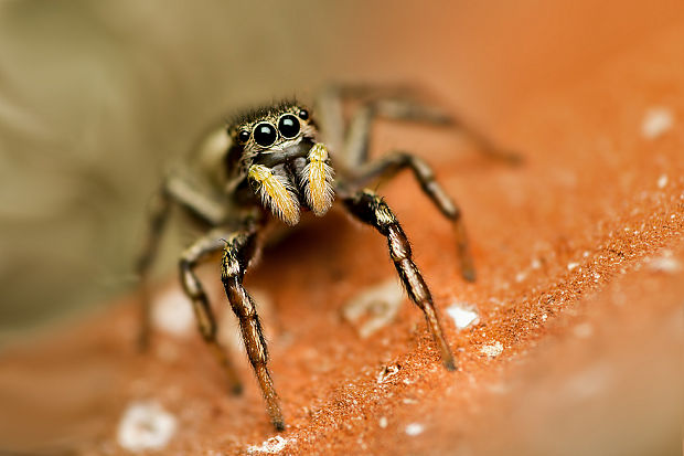 skákavka Pellenes sp.