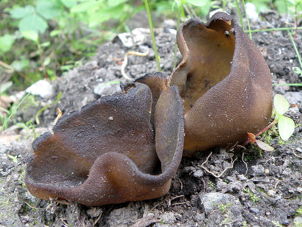 čiaška Peziza sp.