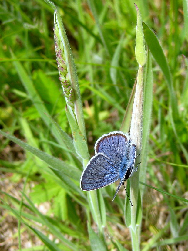 modráčik lesný  Polyommatus semiargus