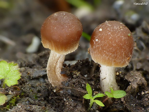 drobuľka Psathyrella sp.