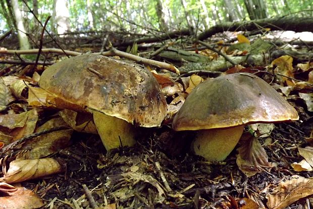 hríb zrnitohlúbikový Sutorius luridiformis (Rostk.) G. Wu & Zhu L. Yang