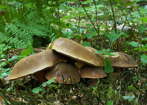 hríb zrnitohlúbikový Sutorius luridiformis (Rostk.) G. Wu & Zhu L. Yang