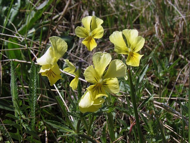 fialka žltá sudetská Viola lutea subsp. sudetica (Willd.) Nyman