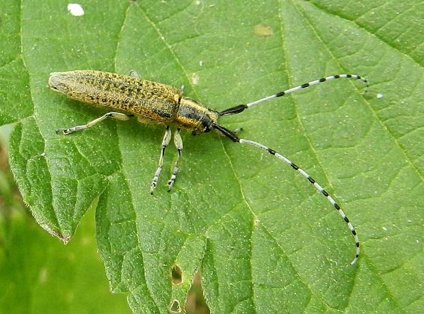 vrzúnik úzkoštíty Agapanthia villosoviridescens