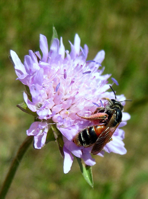 pieskárka  Andrena hattorfiana