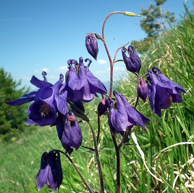 orlíček obyčajný Aquilegia vulgaris L.