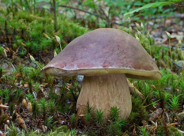 hríb sosnový Boletus pinophilus Pil. et Dermek in Pil.