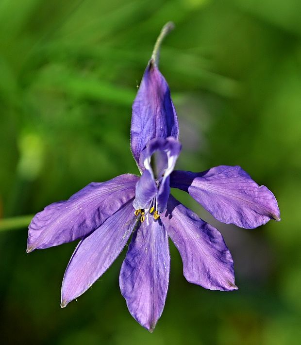 ostrôžka poľná Consolida regalis Gray