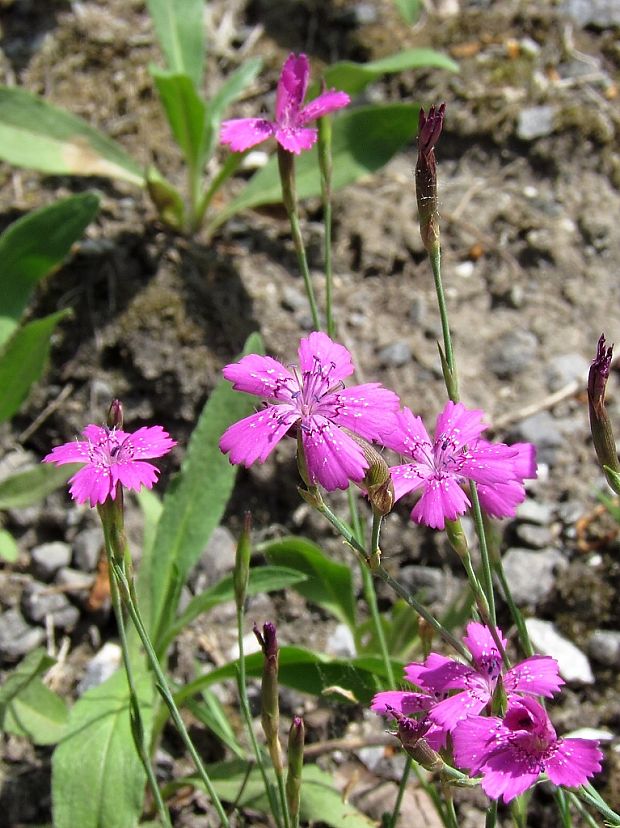 klinček slzičkový Dianthus deltoides L.