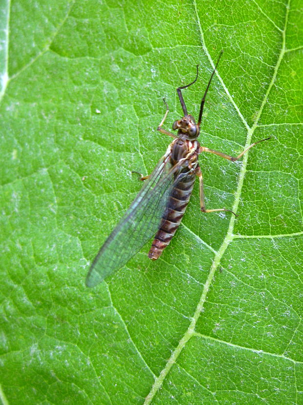 podenka  Ecdyonurus sp.