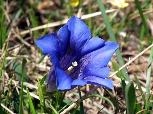 horec clusiov Gentiana clusii Perr. et Songeon