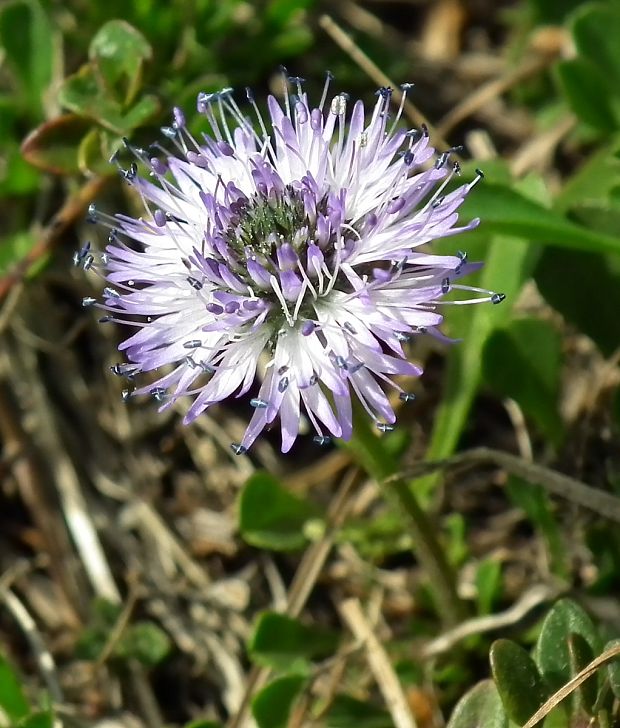 guľôčka srdcovitolistá Globularia cordifolia L.