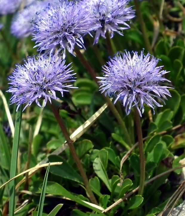 guľôčka srdcovitolistá Globularia cordifolia L.