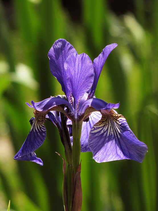 kosatec sibírsky Iris sibirica L.