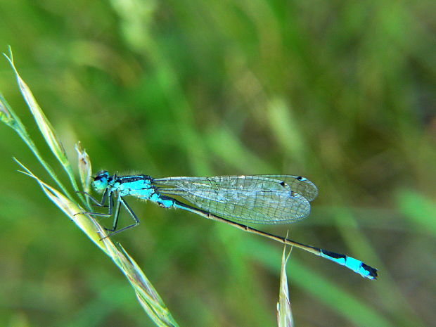 šidielko väčšie Ischnura elegans