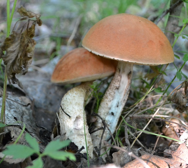 kozák osikový Leccinum albostipitatum den Bakker & Noordel.