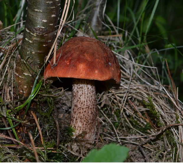 kozák osikový Leccinum albostipitatum den Bakker & Noordel.