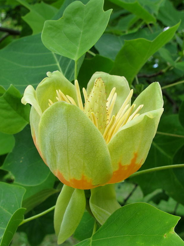 laliovnik tulipanokvety Liriodendron tulipifera L.