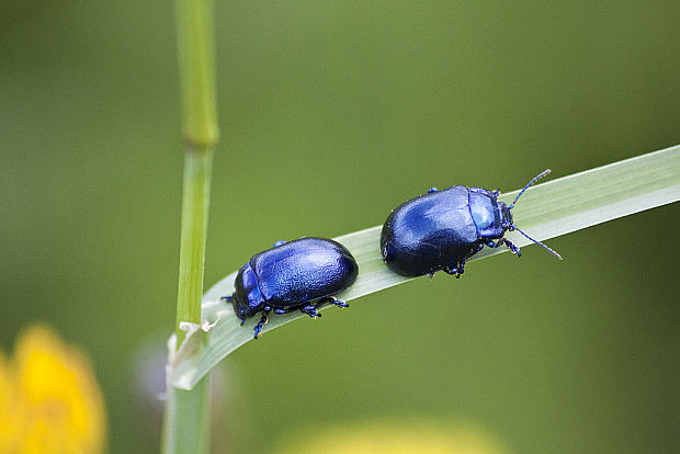 mandelinka tmavomodrá Oreina caerulea