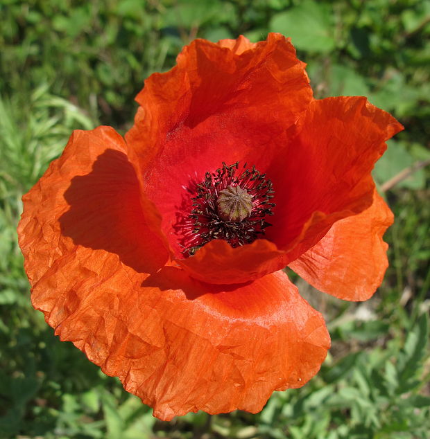 mak vlčí Papaver rhoeas L.