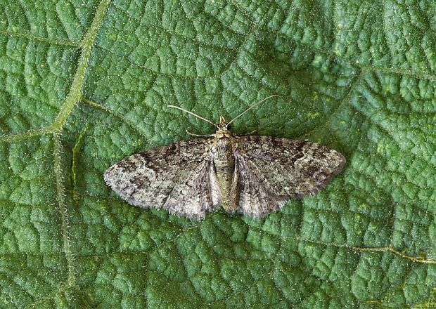 kvetnatka sadová Pasiphila rectangulata