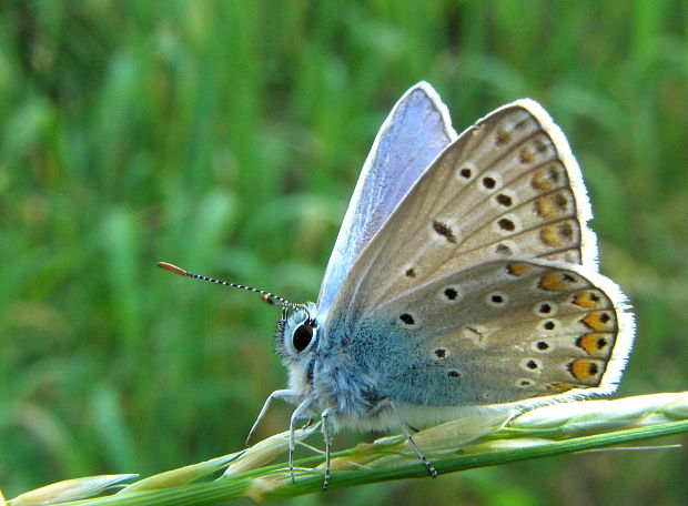 modráčik obyčajný Polyommatus icarus