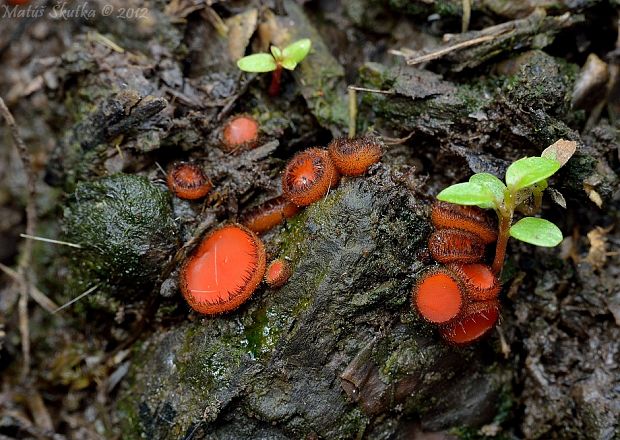 štítovnička Scutellinia sp.