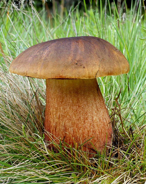 hríb zrnitohlúbikový Sutorius luridiformis (Rostk.) G. Wu & Zhu L. Yang