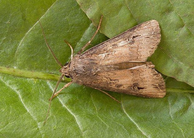 siatica ypsilonová Agrotis ipsilon