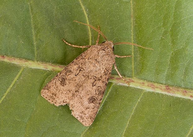 siatica oziminová Agrotis segetum