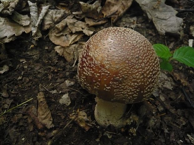 muchotrávka červenkastá Amanita rubescens Pers.